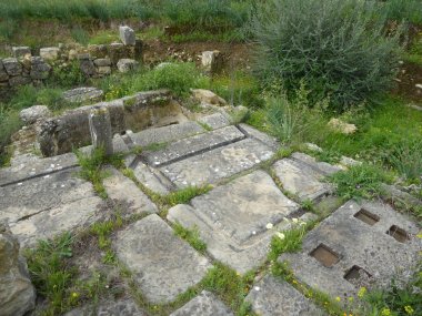 Volubilis Olijfoliepers