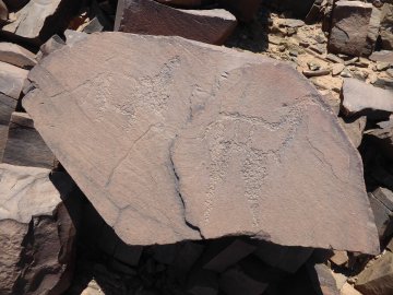 Tamghilt N'zerzem giraffe