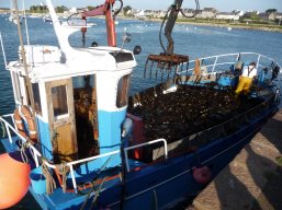 Roscoff oogsten zeewier